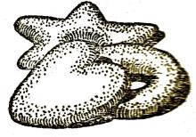 Kiadós teasütemény