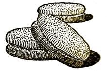 Szilveszter-sütemény