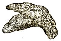 Pozsonyi dióskürtös