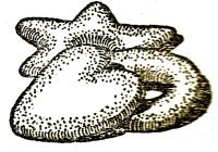 Kiadós teasütemény