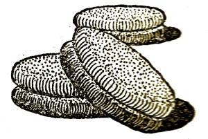 Szilveszter-sütemény